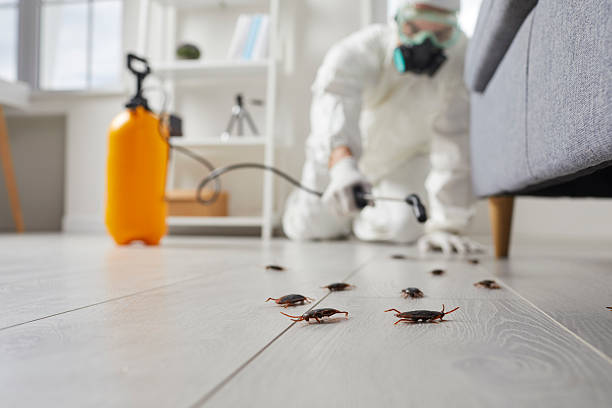 Post-Treatment Bed Bug Interceptor Monitoring in Hendersonville